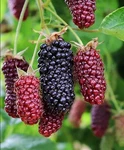 Set 3 Columbia Giant Blackberry Starter Plants 10-14" Tall Potted Wellrooted. Fixed Price $107.99.